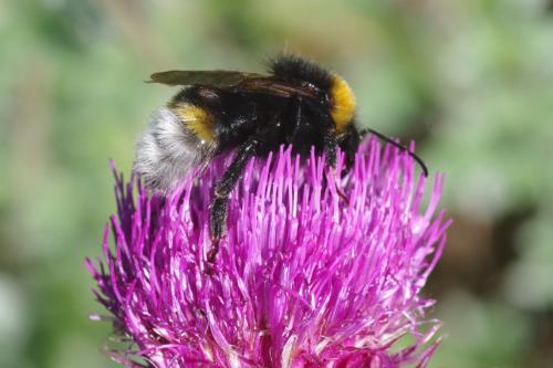 Bombus vestalis